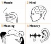 Pronunciation: muscle, mind, meaning, memory - hancockmcdonald.com/node/602/edit